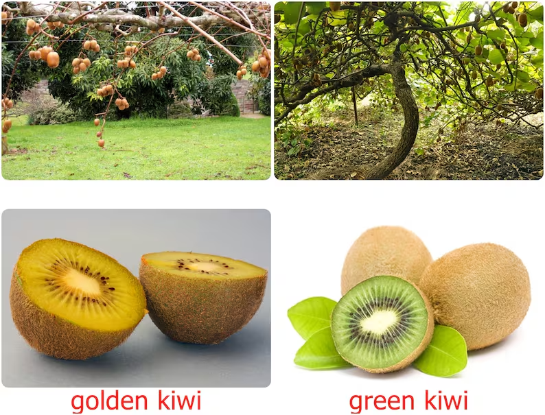 Rare GROW OWN Golden KIWI SEEDS FRUIT TREE VINE PLANT FRESH Actinidia Chinensis