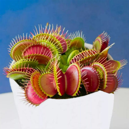 Giant Venus Fly Trap Seeds Fly Catcher Plant DIONAEA MUSCIPULA Carnivorous FRESH