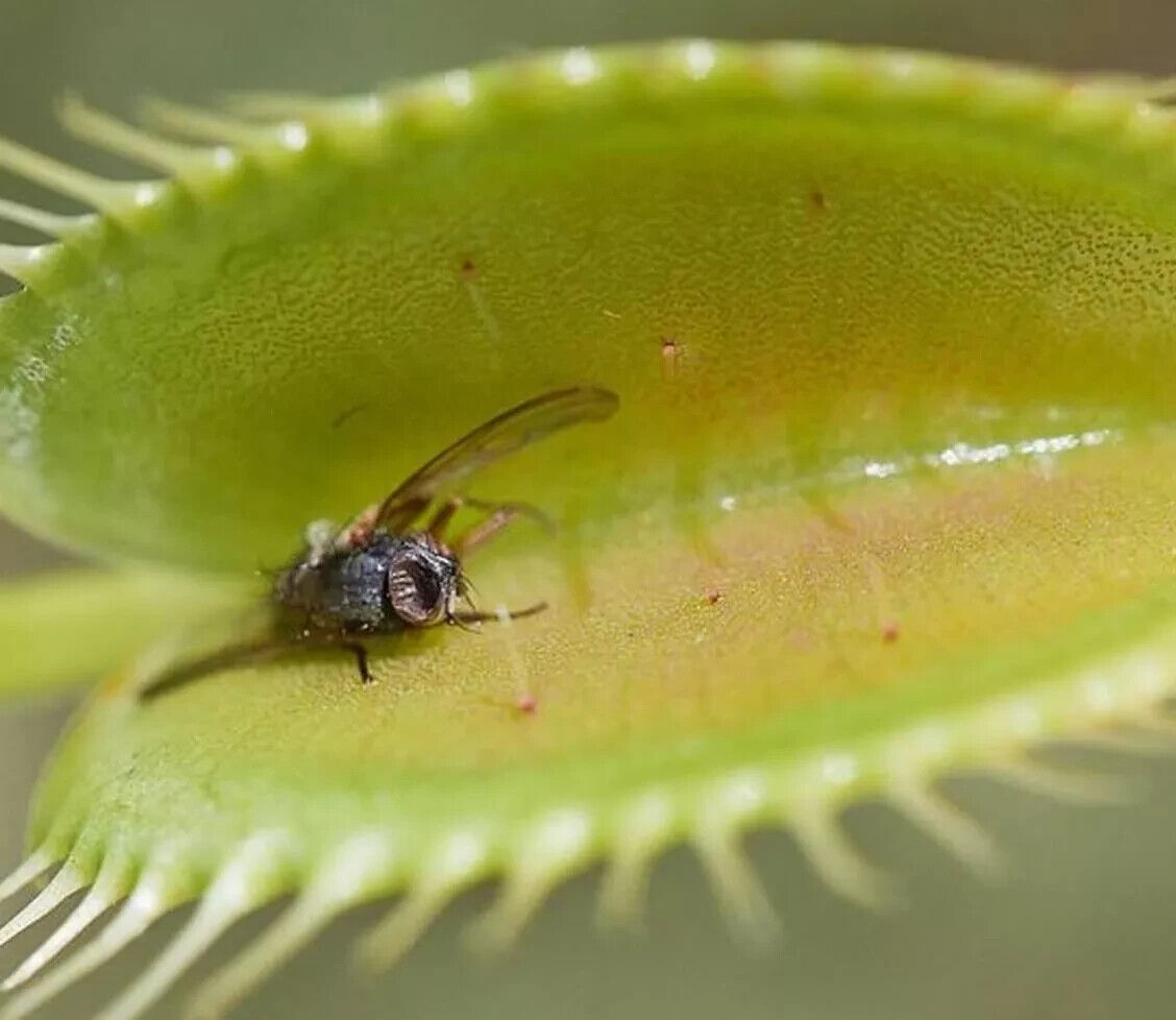 Giant Venus Fly Trap Seeds Fly Catcher Plant DIONAEA MUSCIPULA Carnivorous FRESH