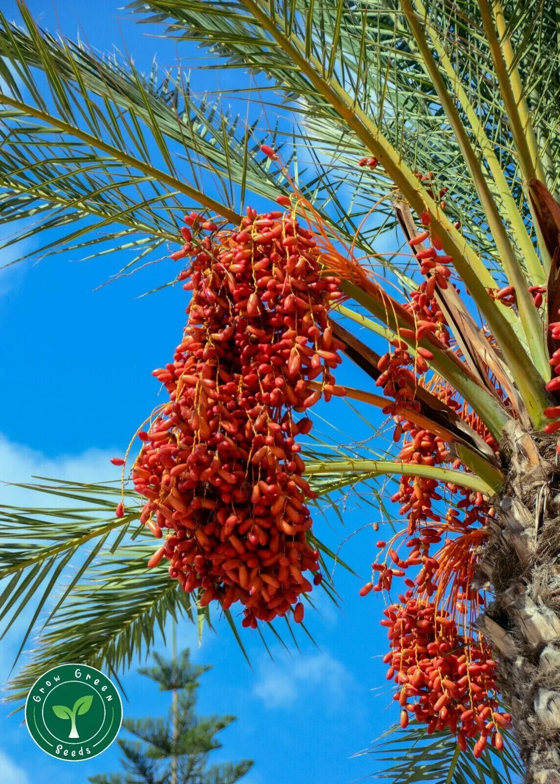 Date Palm Tree Seeds Canary Island  Phoenix Canariensis indoor outdoor UK Hardy