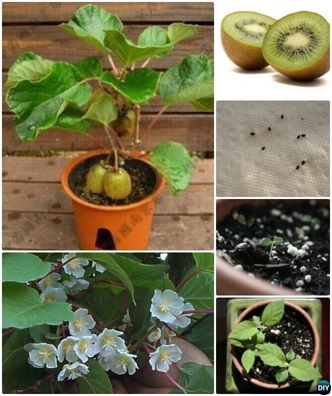 Rare GROW OWN Golden KIWI SEEDS FRUIT TREE VINE PLANT FRESH Actinidia Chinensis