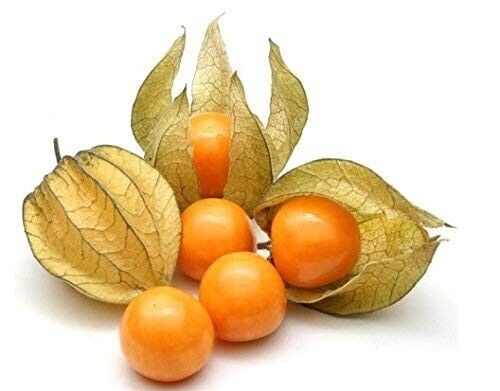 Grow Sweet Golden Berry Fruit Plant CAPE GOOSEBERRY SEEDS Physalis peruviana UK