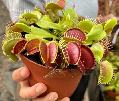 Giant Venus Fly Trap Seeds Fly Catcher Plant DIONAEA MUSCIPULA Carnivorous FRESH
