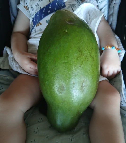 Grow Your Own Fresh X Large Papaya Fruit Tree Seeds Dwarf Plant Carica pawpaw