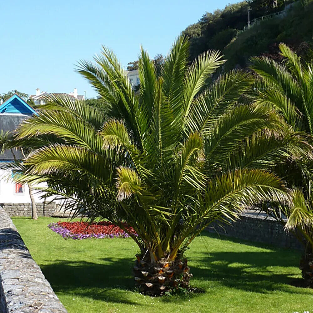 Date Palm Tree Seeds Canary Island  Phoenix Canariensis indoor outdoor UK Hardy