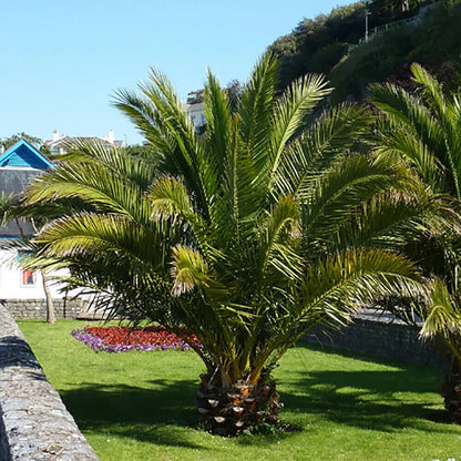 Date Palm Tree Seeds Canary Island  Phoenix Canariensis indoor outdoor UK Hardy