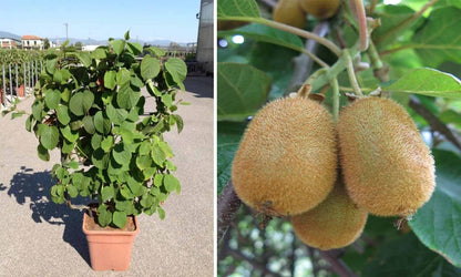 Rare GROW OWN Golden KIWI SEEDS FRUIT TREE VINE PLANT FRESH Actinidia Chinensis