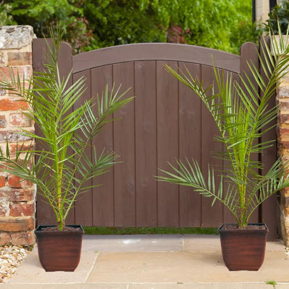 Date Palm Tree Seeds Canary Island  Phoenix Canariensis indoor outdoor UK Hardy