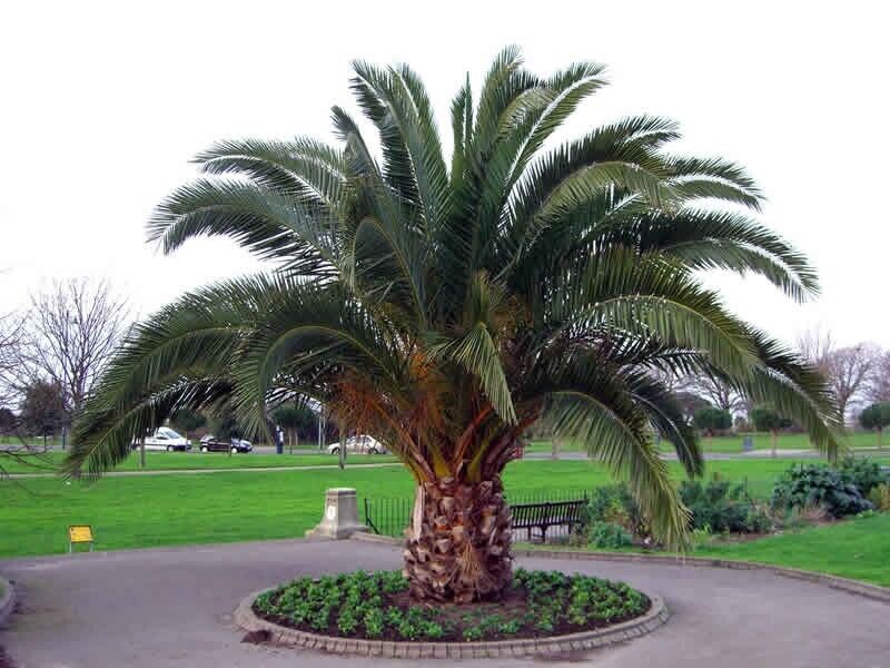 Date Palm Tree Seeds Canary Island  Phoenix Canariensis indoor outdoor UK Hardy