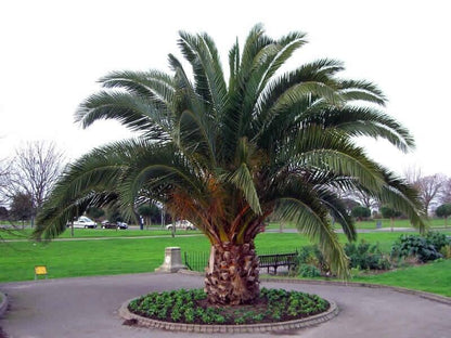 Date Palm Tree Seeds Canary Island  Phoenix Canariensis indoor outdoor UK Hardy