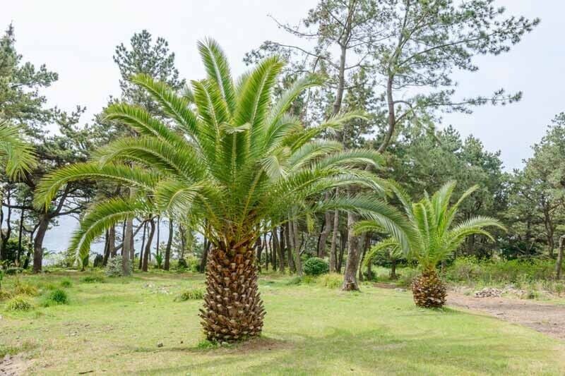 Date Palm Tree Seeds Canary Island  Phoenix Canariensis indoor outdoor UK Hardy