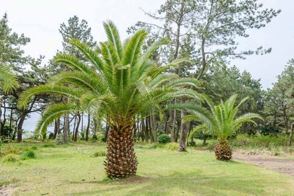 Date Palm Tree Seeds Canary Island  Phoenix Canariensis indoor outdoor UK Hardy
