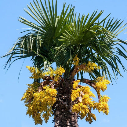 TRACHYCARPUS FORTUNEI  Palm Tree Seeds UK HARDY Grown in UK Windmill Palm Tree