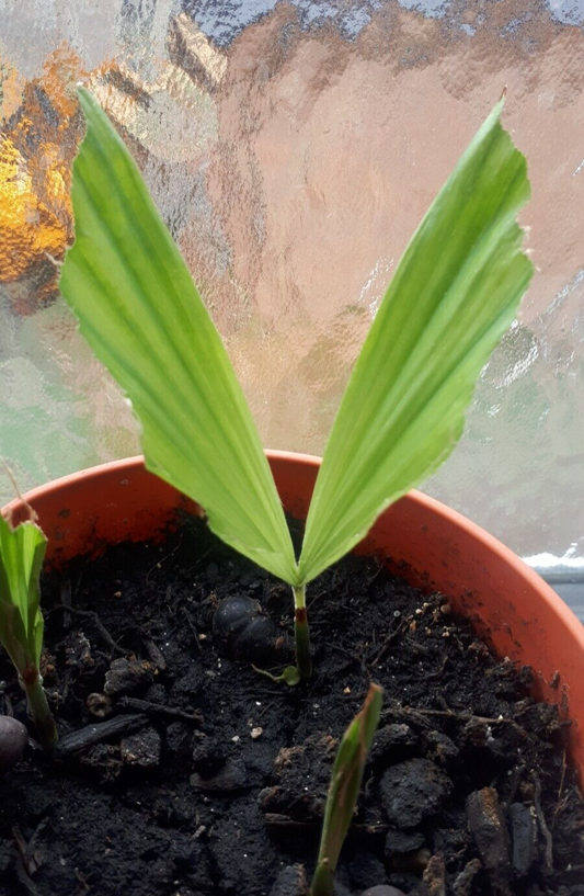 RARE GAINT Fishtail Palm Tree Seeds fish tail Caryota Urens Indoor Garden Plant