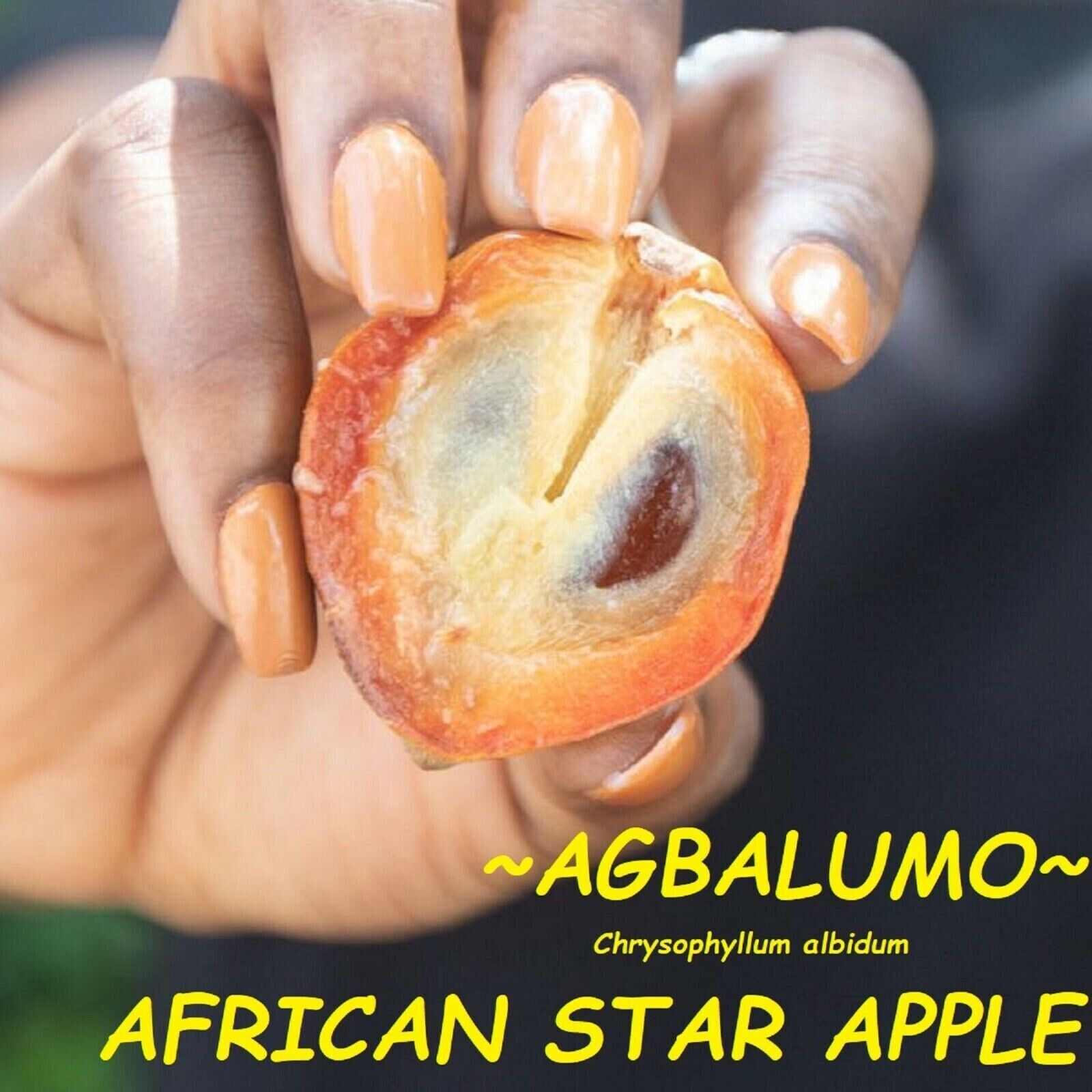 RARE SEEDS AFRICAN WHITE STAR APPLE CHERRY FRUIT TROPICAL TREE Chrysophyllum
