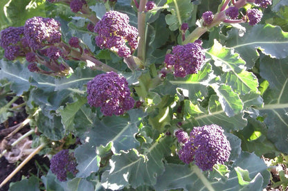 Easy To Grow Your Own Purple Broccoli Seeds Fresh Vegetables Fruit Herbs Plant