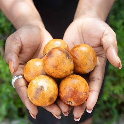 RARE SEEDS AFRICAN WHITE STAR APPLE CHERRY FRUIT TROPICAL TREE Chrysophyllum