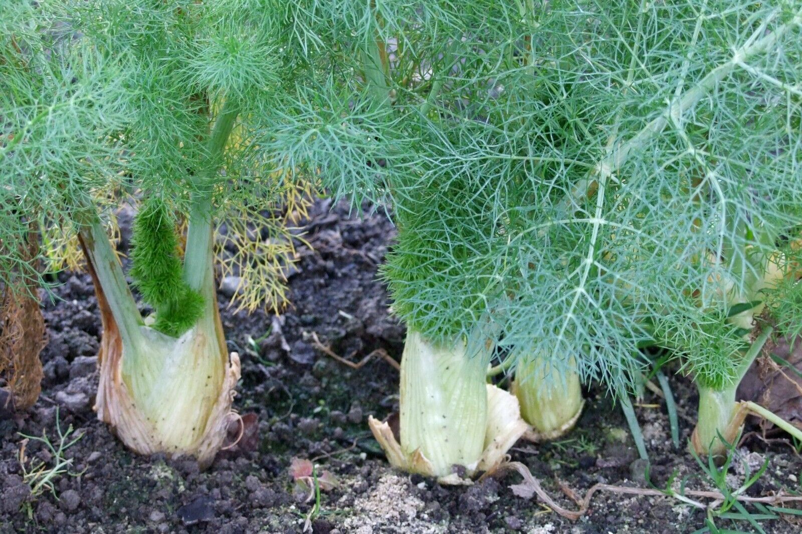 Easy To Grow Your Own SWEET FENNEL Seeds Florence Fresh Vegetables Fruit Herbs
