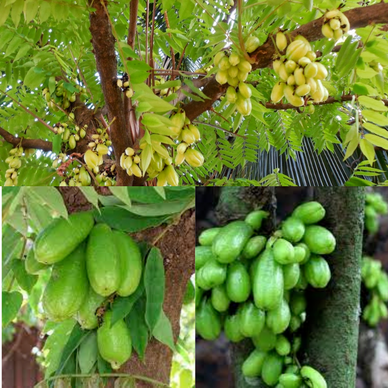 RARE Cucumber Pickle Tree Fruit SEEDS Averrhoa Bilimbi Sorrel Plant Edible