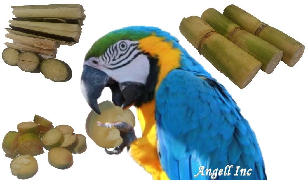 Sugar Cane Parrot Bird Pet Food Sweet Treat Toy Cockatoos Macaws African Grey UK