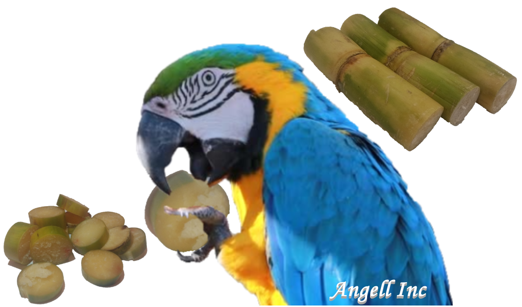 Fresh Sugar Cane For MARMOSET MONKEYS SUGAR GLIDERS PARROT Pet Food Sweet Treat 