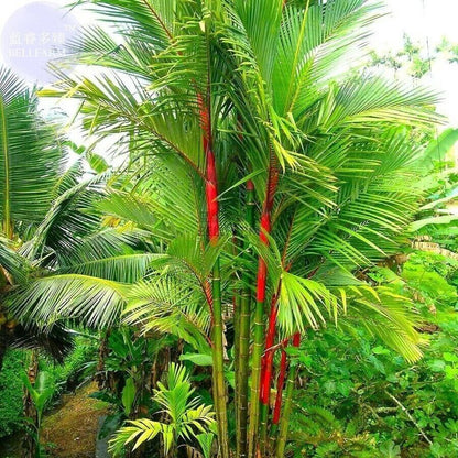Red Lipstick Palm Tree RARE Seeds Sealing Wax Cyrtostachys renda lakka Plant