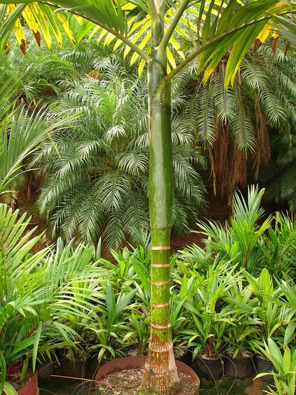 FLAME THROWER PALM Tree Seeds Chambeyronia macrocarpa Red Leaf Feather Plant