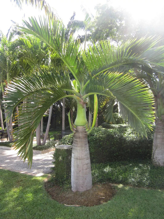 Rare SPINDLE BOTTLE PALM Seeds Seedling Hyophorbe verschaffeltii Tropical Exotic