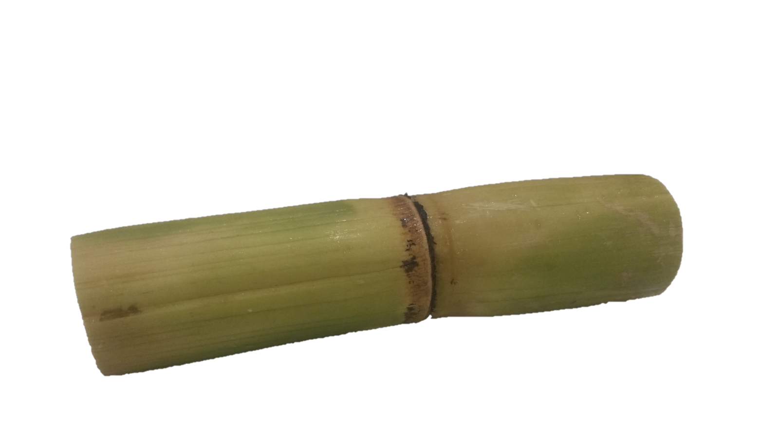 Fresh Sugar Cane For MARMOSET MONKEYS SUGAR GLIDERS PARROT Pet Food Sweet Treat 