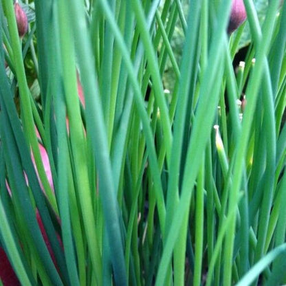 Vegetable Seeds Fresh Herbs Mixed Plants Easy Grow your Own Indoor Outdoor Fruit