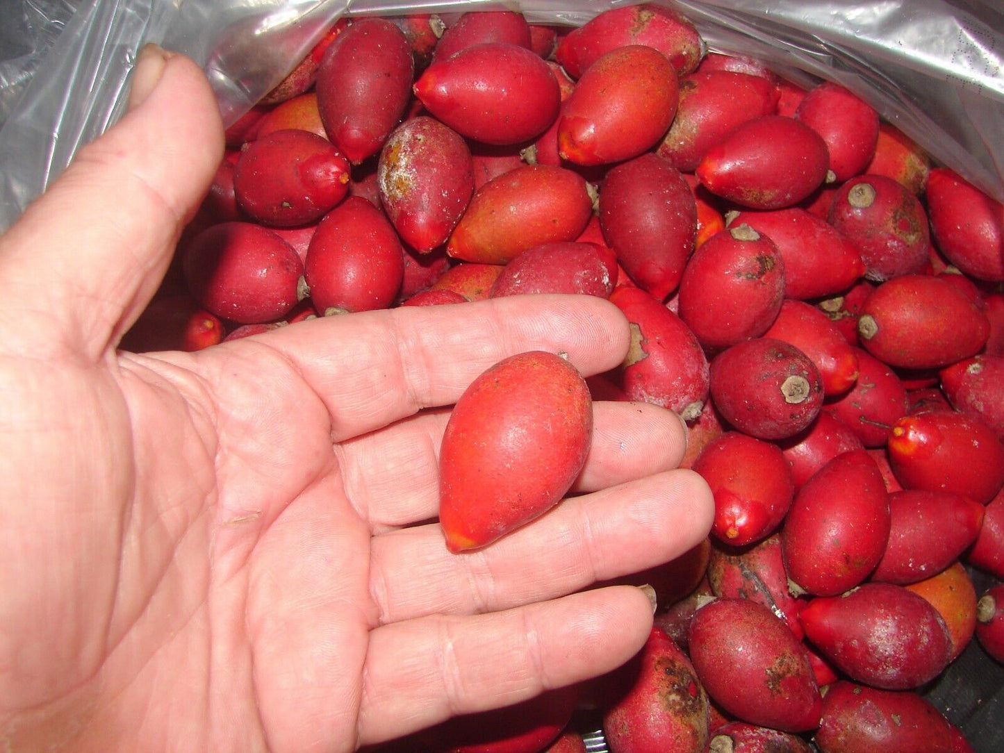 FLAME THROWER PALM Tree Seeds Chambeyronia macrocarpa Red Leaf Feather Plant