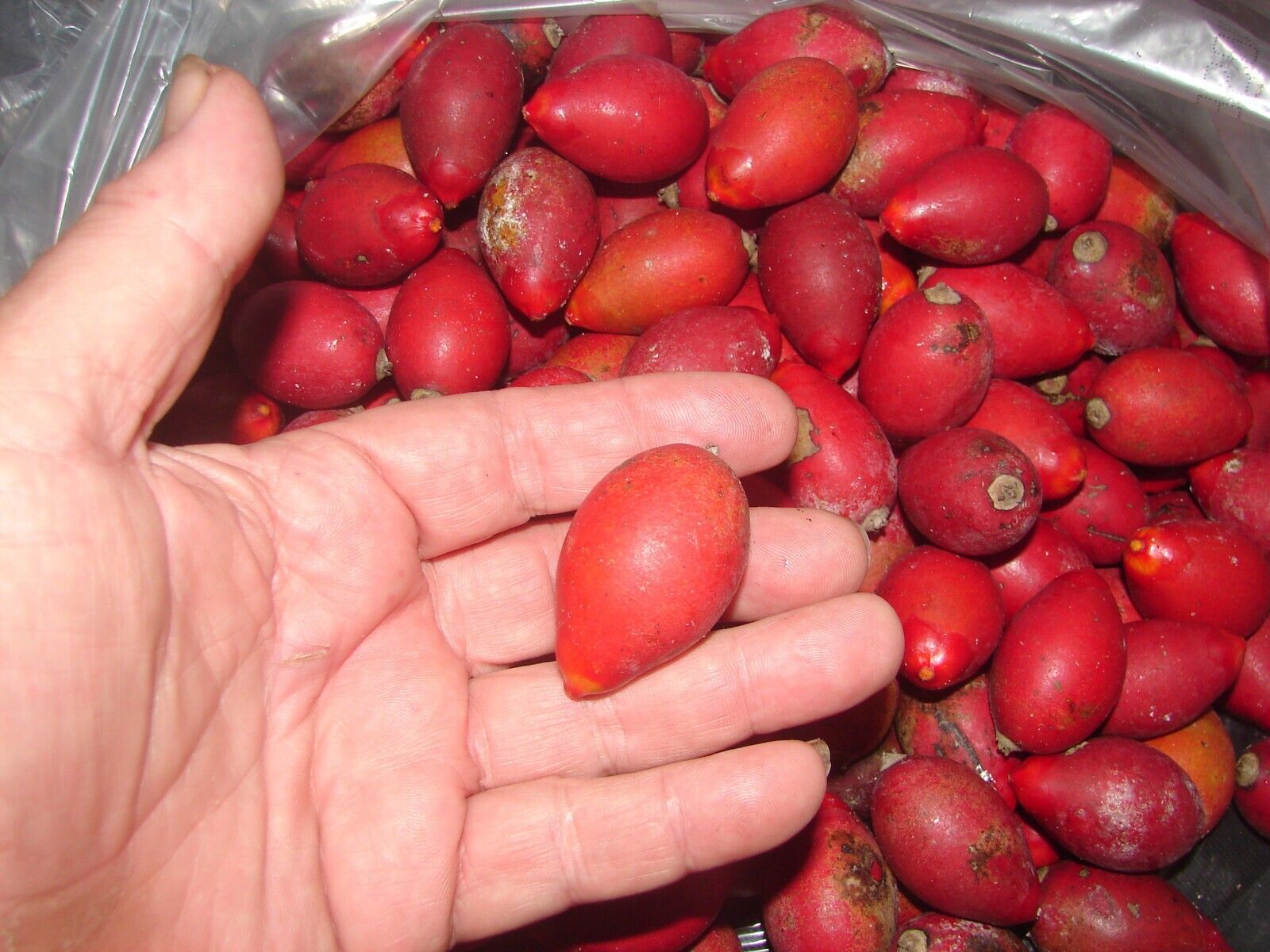 FLAME THROWER PALM Tree Seeds Chambeyronia macrocarpa Red Leaf Feather Plant