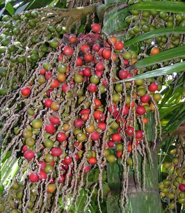 FLAME THROWER PALM Tree Seeds Chambeyronia macrocarpa Red Leaf Feather Plant