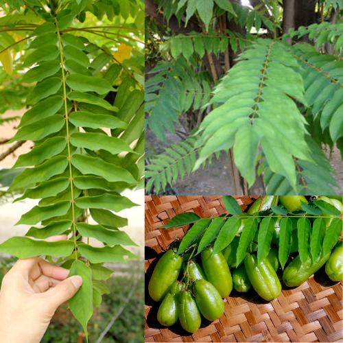 RARE Cucumber Pickle Tree Fruit SEEDS Averrhoa Bilimbi Sorrel Plant Edible
