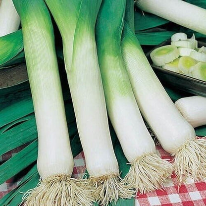 Easy To Grow Your Own Giant Leek Musselburgh Seeds Fresh Vegetables Fruit Herbs
