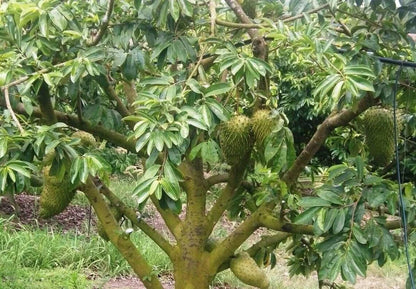 GROW TROPICAL FRUIT TREE PLANT SEEDS GUANABANA SOURSOP ANNONA MURICATA GRAVIOLA