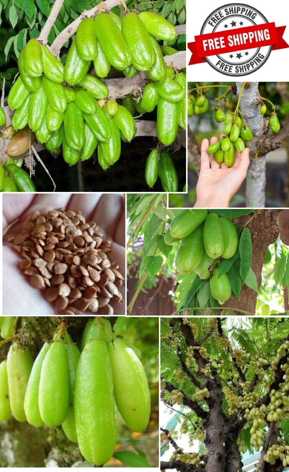 RARE Cucumber Pickle Tree Fruit SEEDS Averrhoa Bilimbi Sorrel Plant Edible