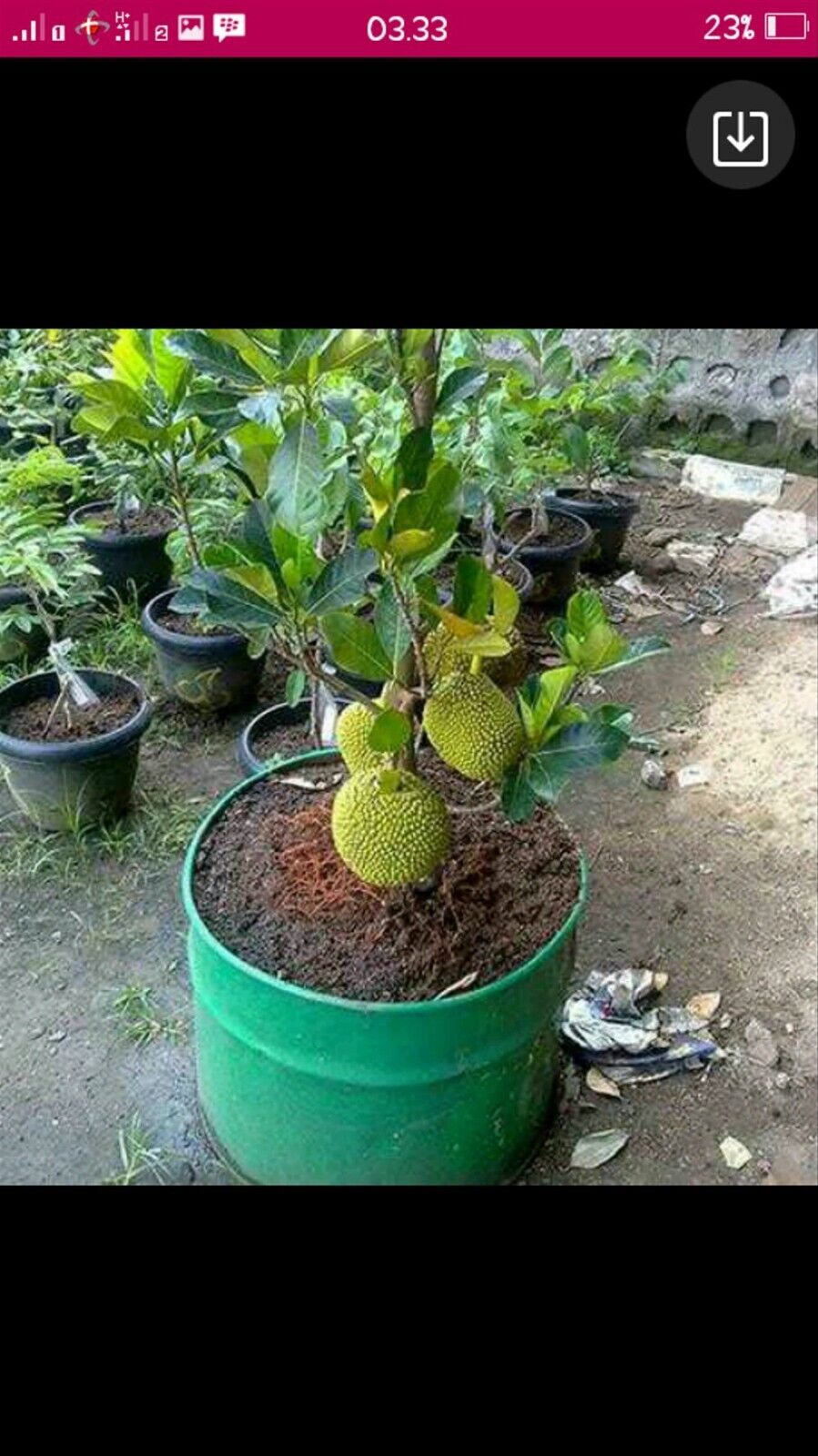 GROW TROPICAL FRUIT TREE PLANT SEEDS GUANABANA SOURSOP ANNONA MURICATA GRAVIOLA