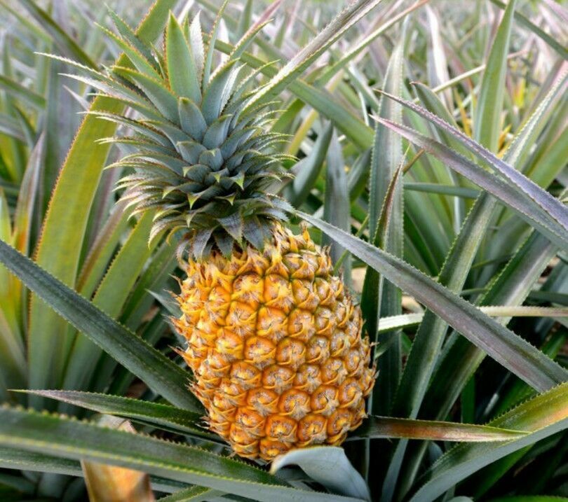 PINEAPPLE SEEDS VERY RARE FRESH Grow your own EDIBLE Fruit tree plant Houseplant