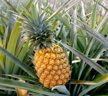 PINEAPPLE SEEDS VERY RARE FRESH Grow your own EDIBLE Fruit tree plant Houseplant