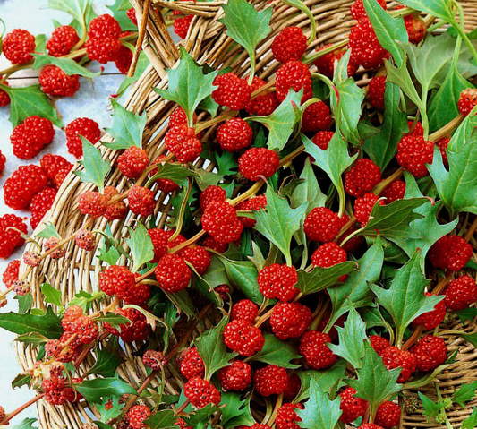 STRAWBERRY SEEDS Sticks Spinach Goosefoot CHENOPODIUM CAPITATUM Fruit Herb Berry