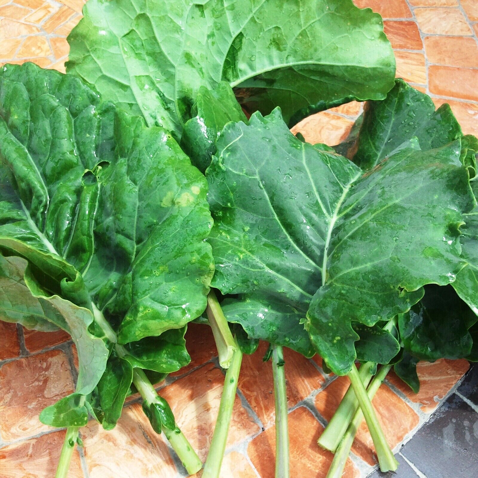 BIG Portuguese Walking Stick Cabbage Kale Tree Great for kids Edible Seeds Rare