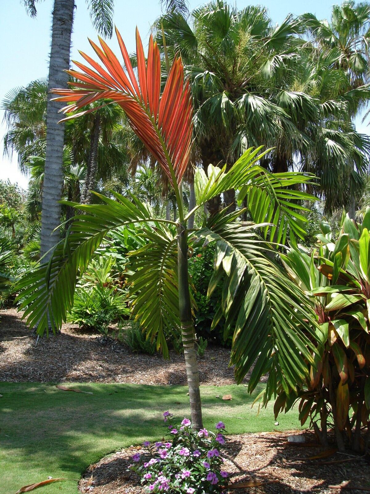 FLAME THROWER PALM Tree Seeds Chambeyronia macrocarpa Red Leaf Feather Plant