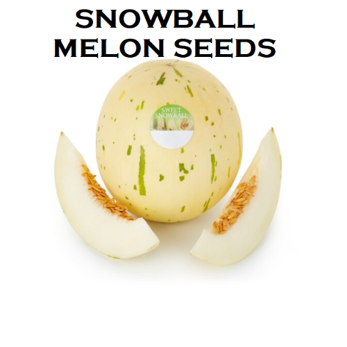 RARE SEEDS Grow your own GIANT White Snow Ball Melon Sweetest Dino Honey Fruit