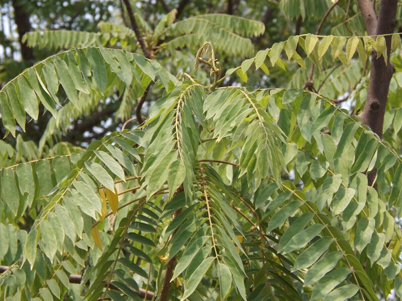 RARE Cucumber Pickle Tree Fruit SEEDS Averrhoa Bilimbi Sorrel Plant Edible