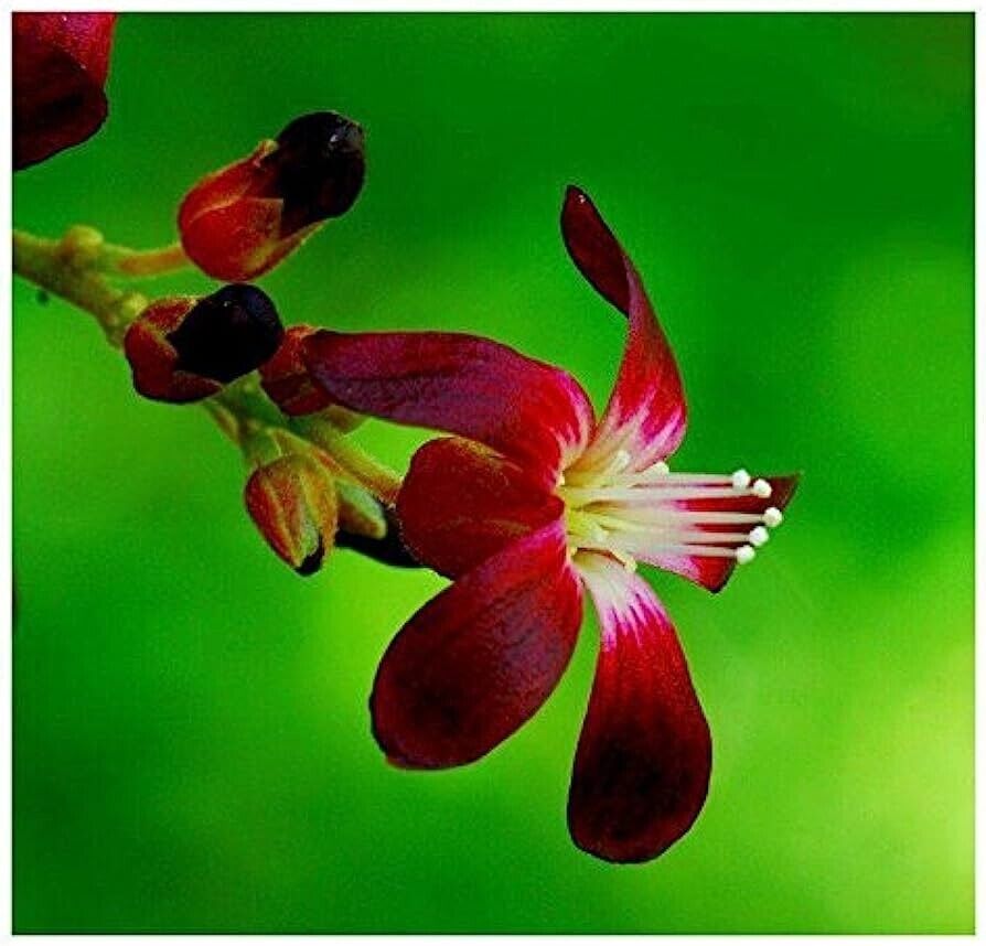 RARE Cucumber Pickle Tree Fruit SEEDS Averrhoa Bilimbi Sorrel Plant Edible