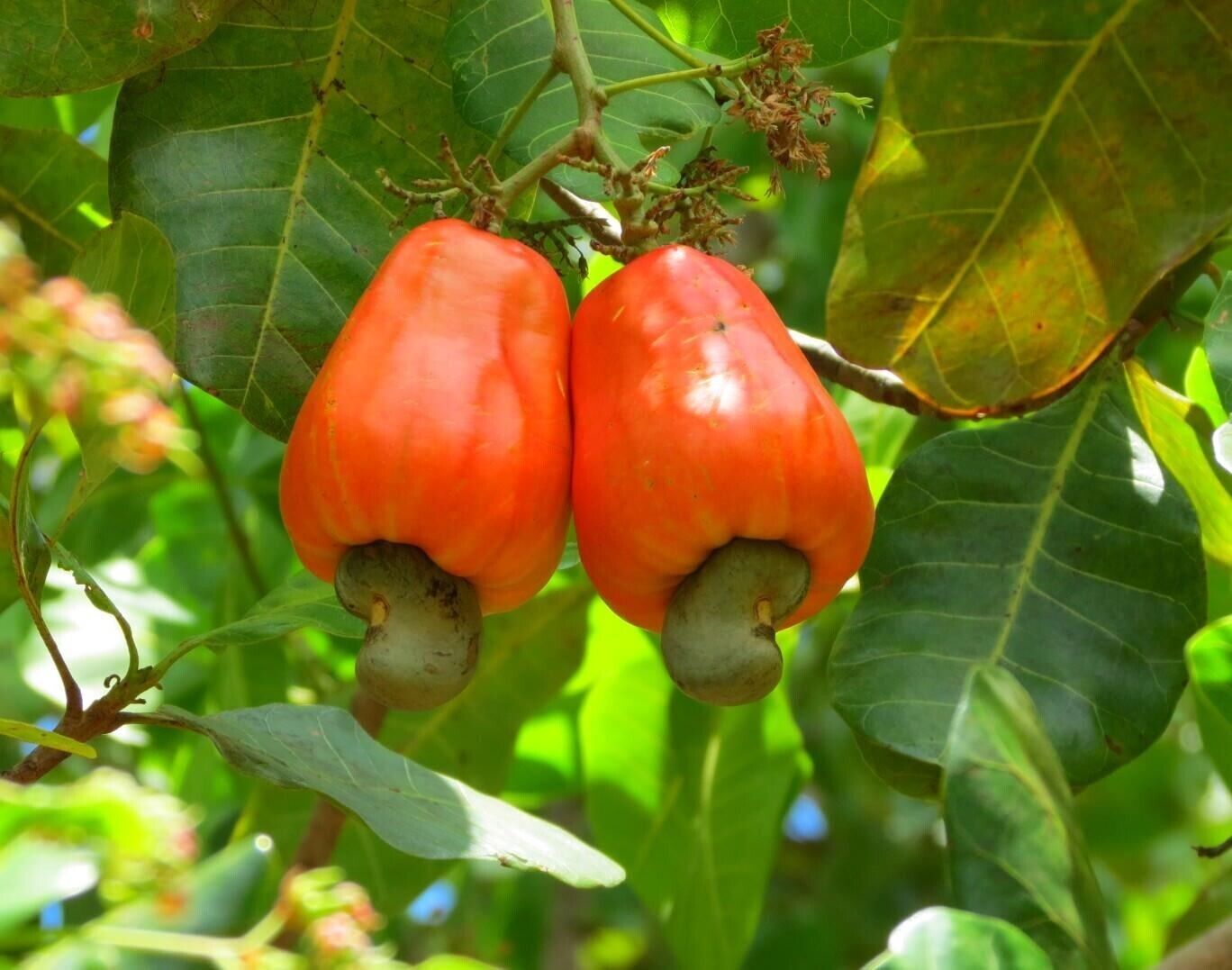 Rare Grow CASHEW NUT Seeds Edible tropical Apple fruit tree Anacardium Plant UK