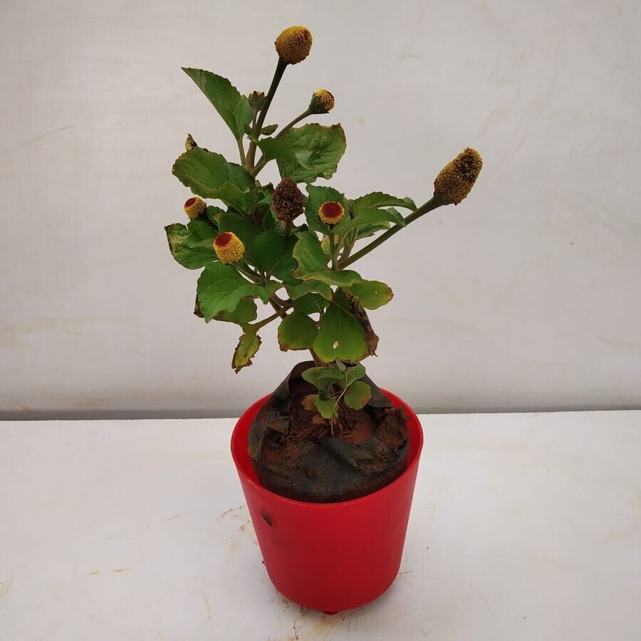 MEDICAL PLANT Toothache Numbing Throat Ulcer Electric Daisy BUZZ SEEDS Acmella