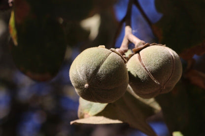 AFRICAN GUM SNOT APPLE SEEDS GORON TULA FRUIT TREE Azanza Thespesia garckeana