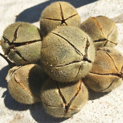 AFRICAN GUM SNOT APPLE SEEDS GORON TULA FRUIT TREE Azanza Thespesia garckeana